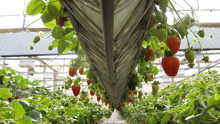 Հրապարակում