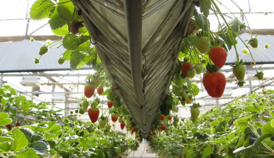 Հրապարակում