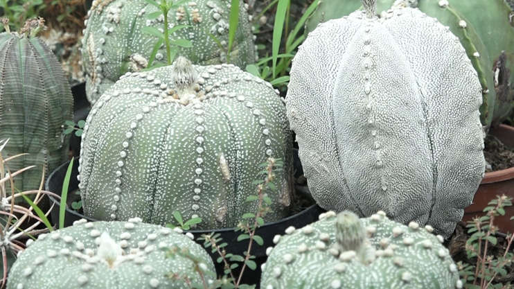 Հրապարակում