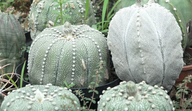 Հրապարակում