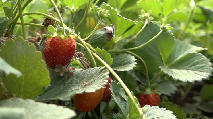 Հրապարակում