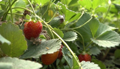 Հրապարակում