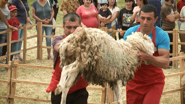 Sheep Shearing Festival in Syunik