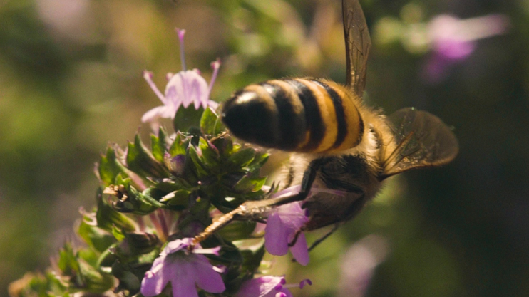 Իմ գործը. Հայաստանի բույրը