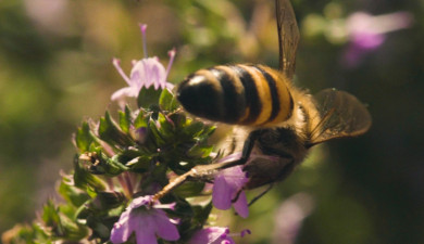 Իմ գործը. Հայաստանի բույրը