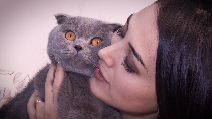 Интересные факты о котах