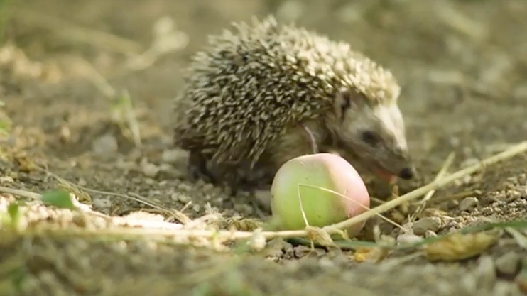 Իմ գործը. Աշնան բարիք
