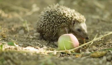 Իմ գործը. Աշնան բարիք