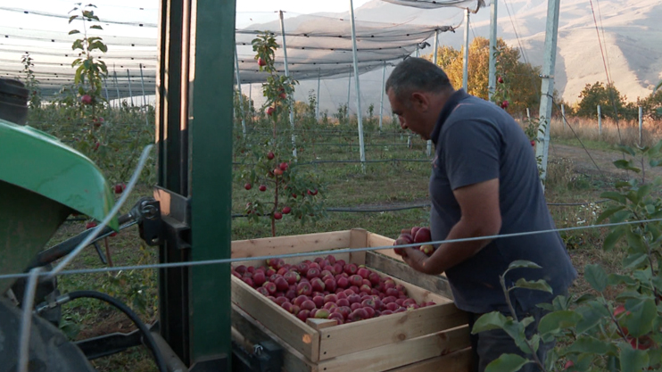 My Business: Tatul Dumanyan