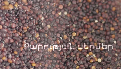 Իմ գործը. Բարության սերմեր