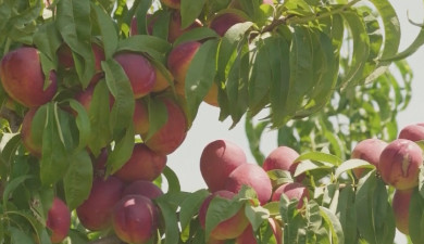 Իմ գործը. Վաղվա այգին