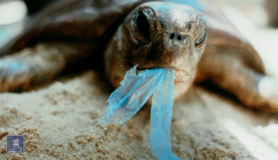 Հրապարակում