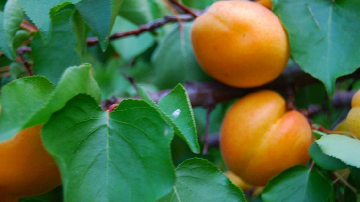 Հրապարակում