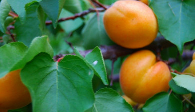 Հրապարակում