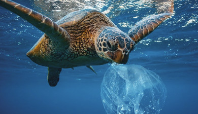 Օվկիանոսի գաղտնիքները