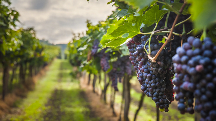 Լուրեր. Գլխավոր թողարկում