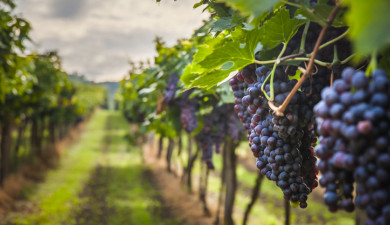 Լուրեր. Գլխավոր թողարկում