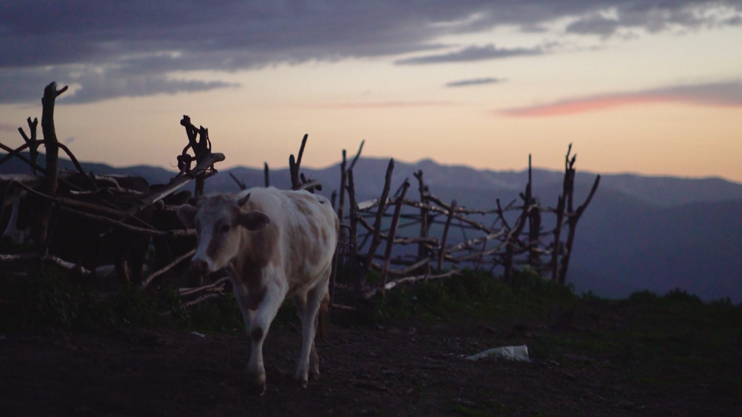Իմ գործը. Անասնապահությունը նորովի