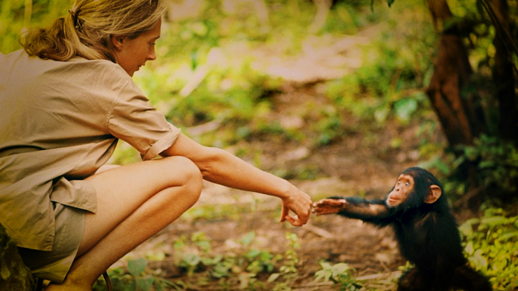 Story of a Photo: Goodall and the Chimpanzee