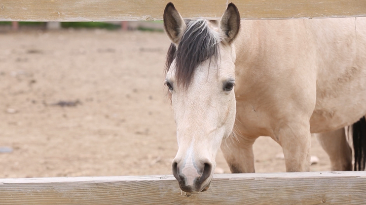 First Aid: STDs, Infections Transmitted from Animals