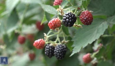 Հրապարակում