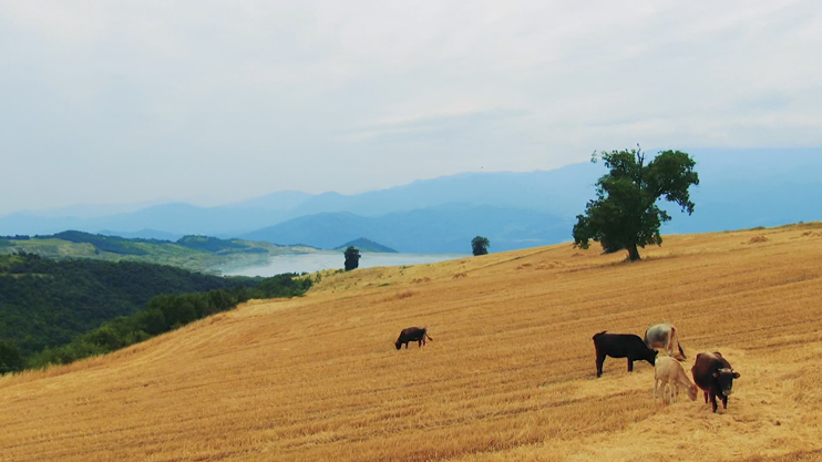 Вести. Главный выпуск