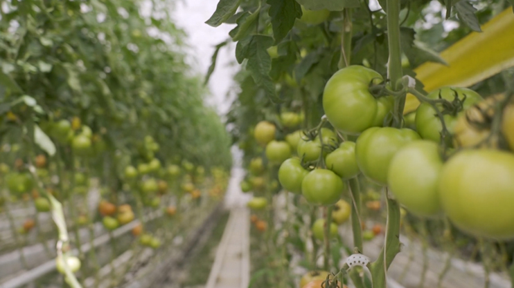 Вести. Главный выпуск