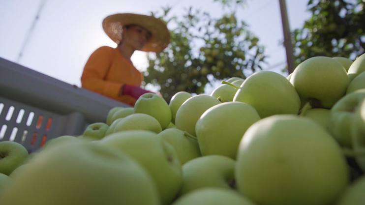 Вести. Главный выпуск