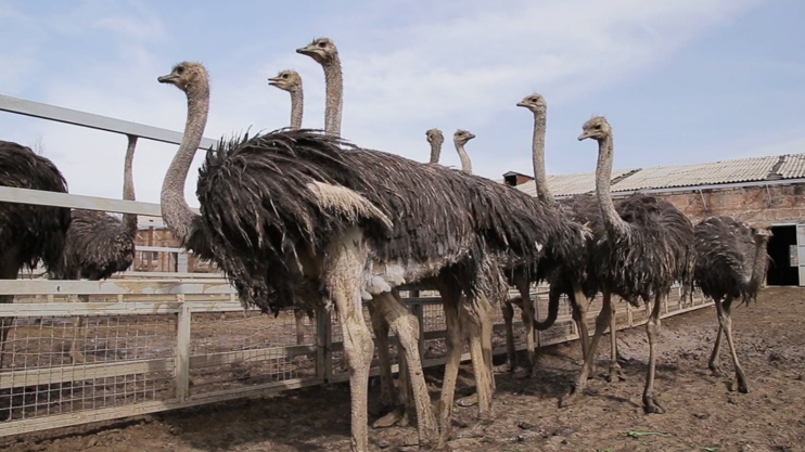 ԳործԱրար. Էկո ֆերմա