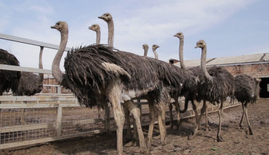 ԳործԱրար. Էկո ֆերմա