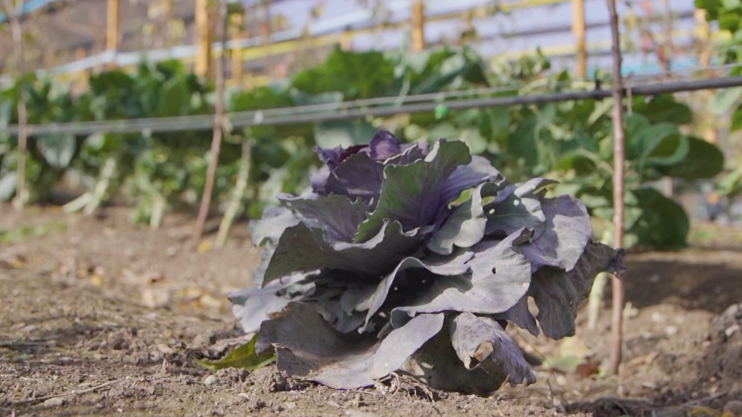 Вести. Главный выпуск