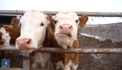 Հրապարակում