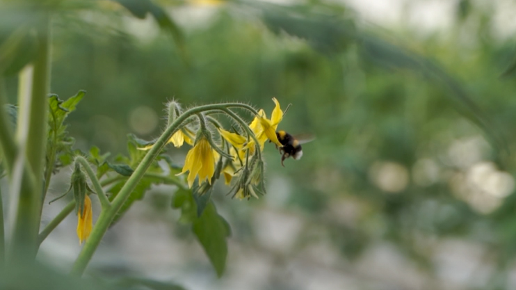 Вести. Главный выпуск