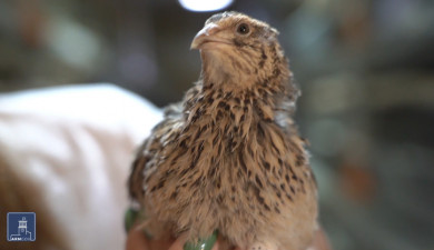 Հրապարակում