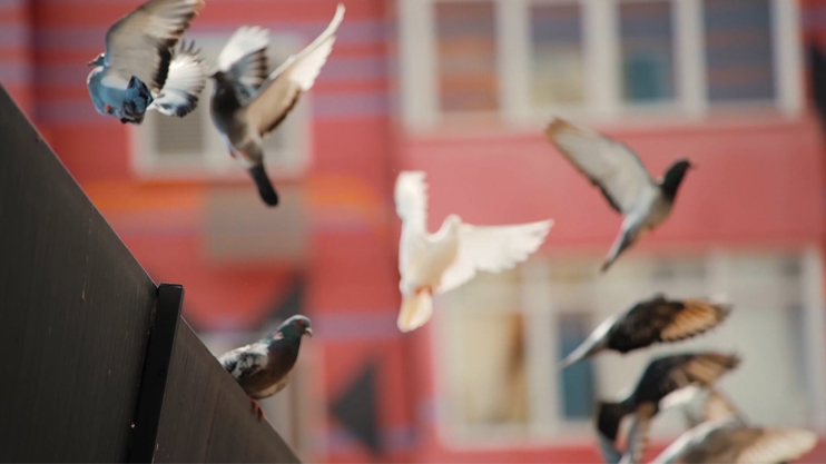 Լուրեր. Գլխավոր թողարկում