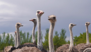 Smart Agriculture: Ostriches
