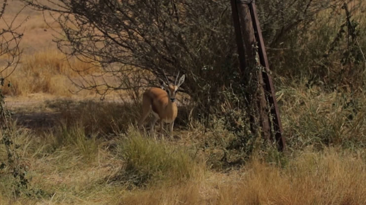 Вести. Главный выпуск
