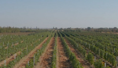 Вести. Главный выпуск