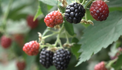 Լուրեր. Գլխավոր թողարկում