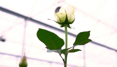 Լուրեր. Գլխավոր թողարկում